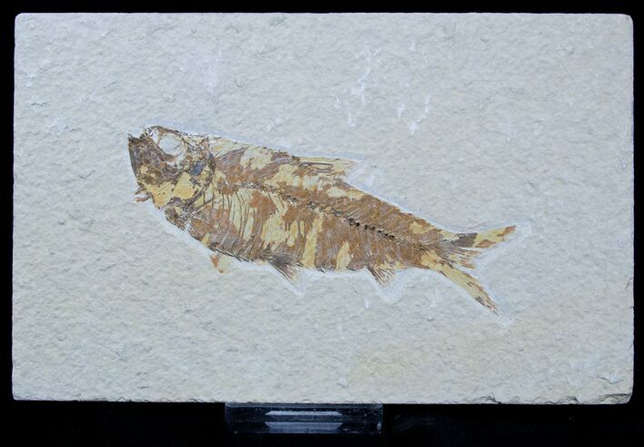 Bargain Knightia Fossil Fish - Inches #1563